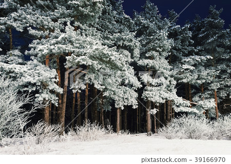 Forest At Night 39166970