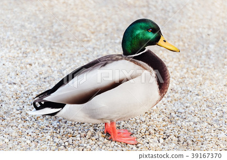 Wild Duck Wild Duck 39167370