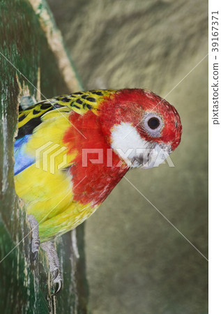 Rosella Parakeet Rosella Parakeet 39167371