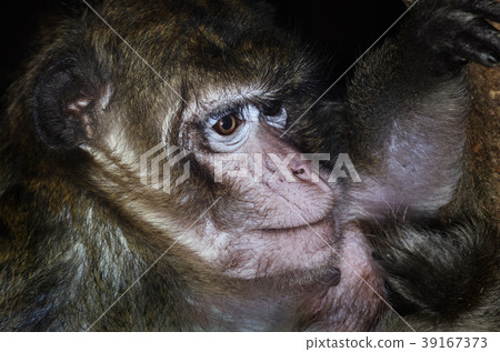 Macaque Macaque 39167373