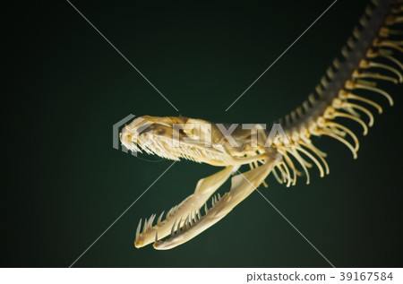 Snake Skeleton 39167584