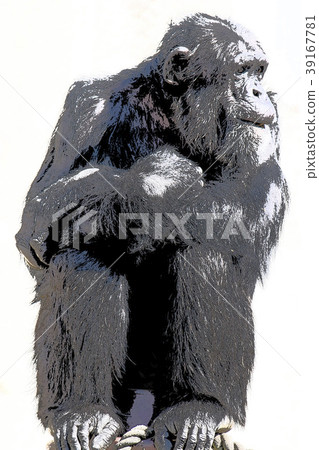 黑猩猩 39167781
