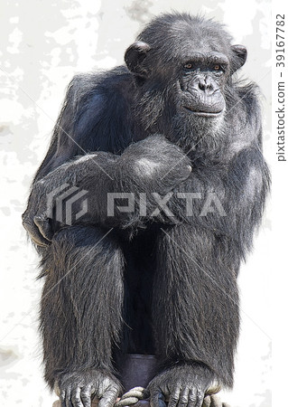 Chimpanzee 39167782