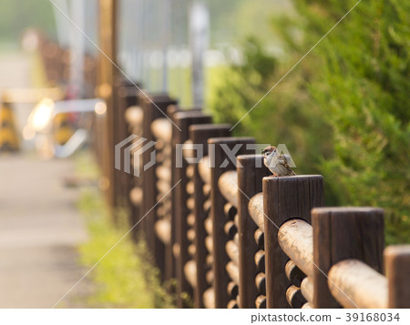 等待早晨的麻雀 39168034