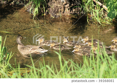 Parent and child of mallard 39168081