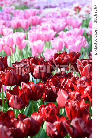 Red and pink tulips Red and pink tulips 39168367
