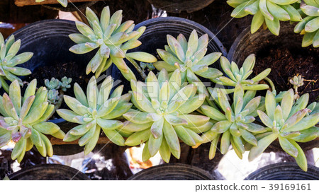Close up of succulent cactus in a garden. Close up of succulent cactus in a garden. 39169161