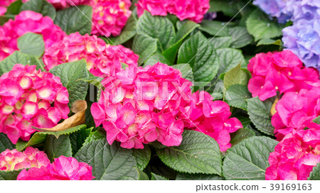 Pink hydrangea flower in a garden. Pink hydrangea flower in a garden. 39169163