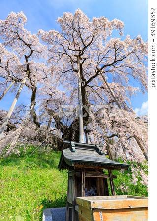 Fukushima _ full bloom of Miharu waterfall Sakura 39169352