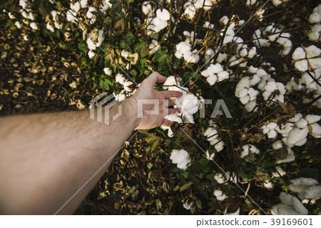 Cotton field in the countryside. 39169601