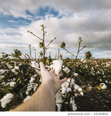 Cotton field in the countryside. 39169602
