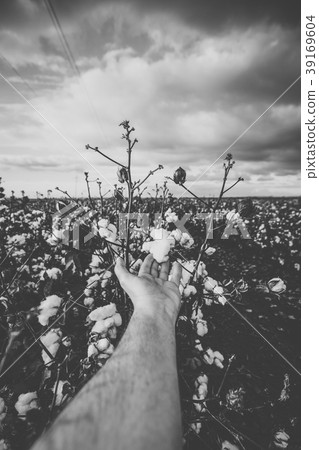 Cotton field in the countryside. 39169604