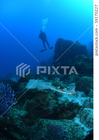潛水員和鯊魚 39170227