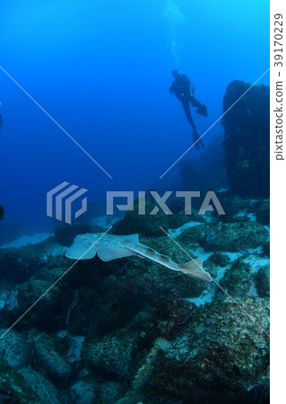 潛水員和鯊魚 潛水員和鯊魚 39170229