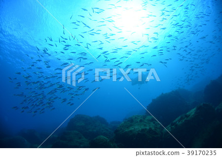 A group of divers and Takabe 39170235