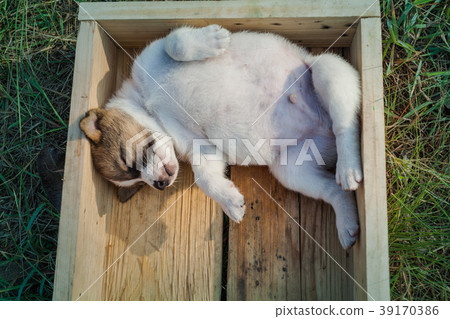 Bangkaew Puppies sleeping in wooden box 39170386