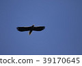 聖梨 39170645