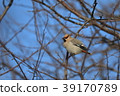 波希米亞太平鳥 39170789
