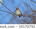 波希米亞太平鳥 39170792
