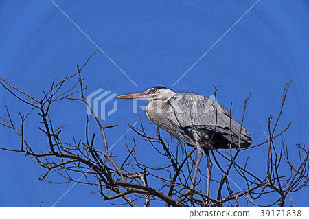 Gray heron 39171838