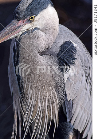 Gray heron 39171841