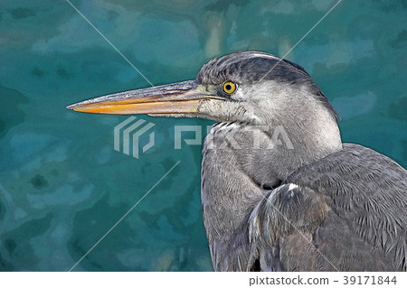 Gray heron 39171844