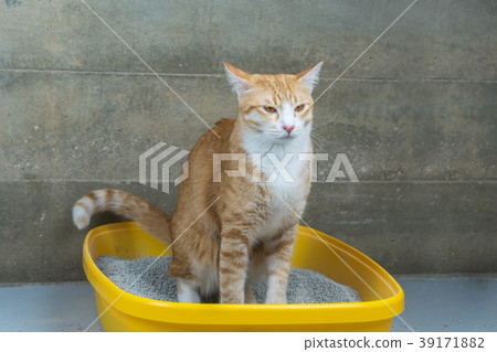 The excretion of cats is routine daily. 39171882