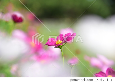 宇宙領域 宇宙領域 39172124