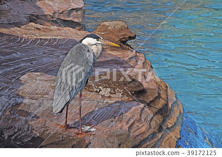 Gray heron 39172125