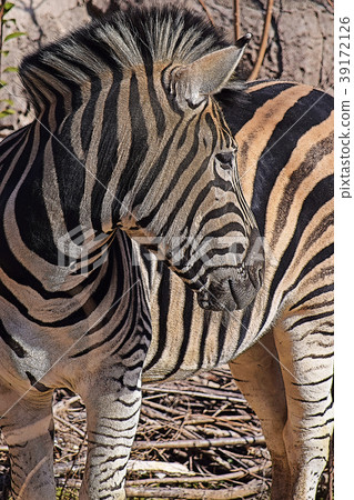 斑馬 斑馬 39172126