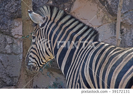 zebra zebra 39172131