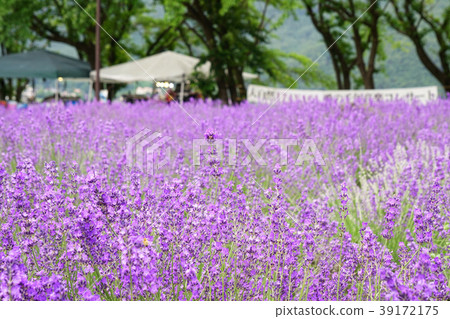 薰衣草花Yagisaki公園 39172175
