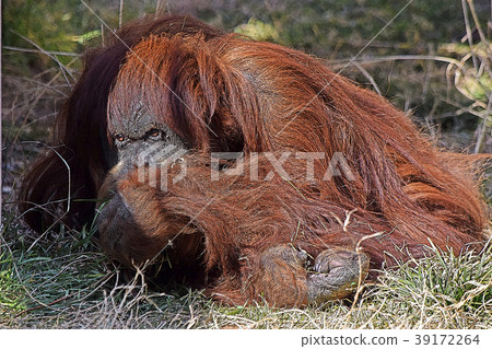 Orangutan 39172264