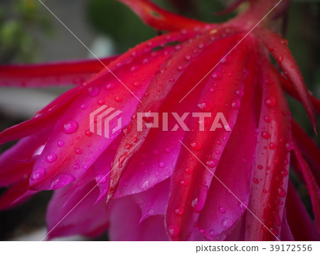 Peacock cactus (peacock sennin palm) wet in the rain, flowers of the moon beauty 39172556