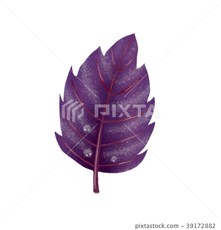 Illustration. Red Basil leaf on white background. Illustration. Red Basil leaf on white background. 39172882