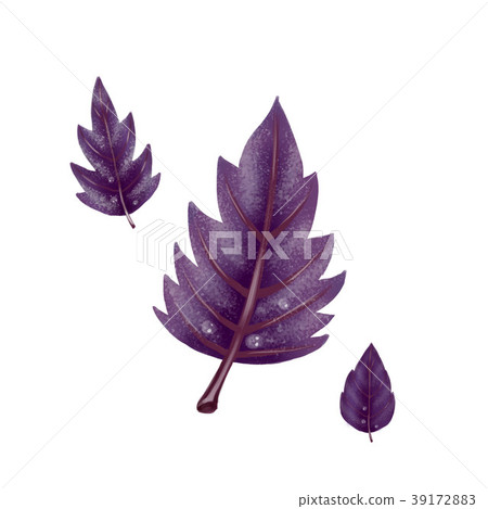 Illustration of a set of red Basil leaves 39172883