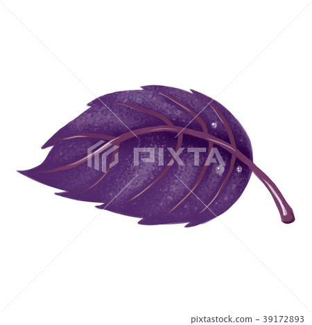 Illustration. Red Basil leaf on white background. 39172893