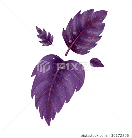 Illustration of a set of red Basil leaves Illustration of a set of red Basil leaves 39172896