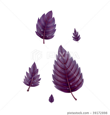 Illustration of a set of red Basil leaves Illustration of a set of red Basil leaves 39172898