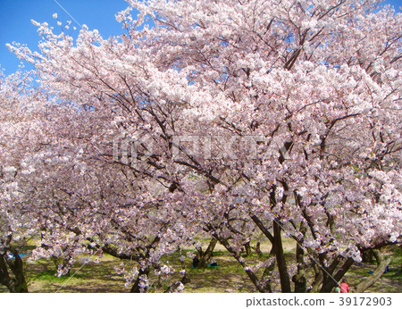 春天,櫻花觀賞,Koto河上的櫻花(高松市Goto Higashicho,Tsuruichicho,Kagawa Prefecture) 春天,櫻花觀賞,Koto河上的櫻花(高松市Goto Higashicho,Tsuruichicho,Kagawa Prefecture) 39172903