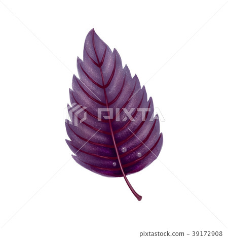 Illustration. Red Basil leaf on white background. Illustration. Red Basil leaf on white background. 39172908