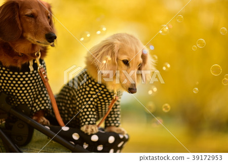 Dax and Ginkgo Dax and Ginkgo 39172953