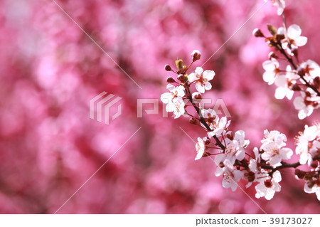 櫻花(桃花背景) 櫻花(桃花背景) 39173027