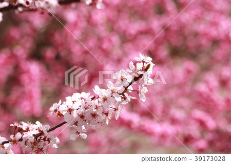Cherry blossom (peach flower background) Cherry blossom (peach flower background) 39173028
