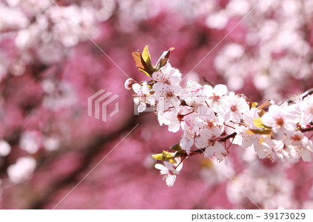 櫻花(桃花背景) 櫻花(桃花背景) 39173029