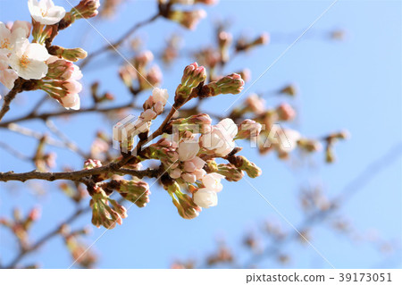 Cherry blossom bud before flowering 39173051
