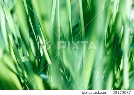 Fresh green grass with water droplet in sunshine 39173077