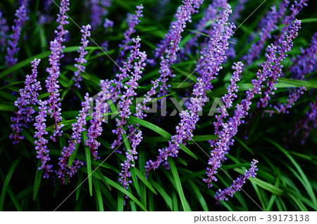 A flower that is in full bloom A flower that is in full bloom 39173138