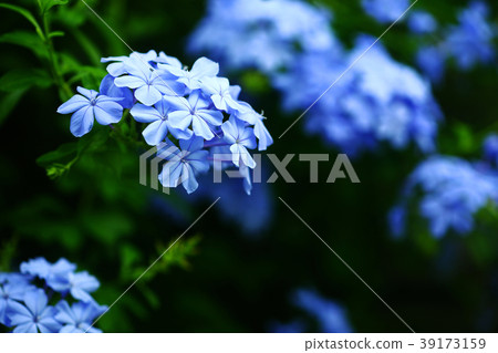 石墨淺藍色花 39173159