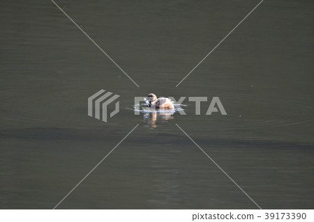 格里布斯正試圖吃魚。 格里布斯正試圖吃魚。 39173390